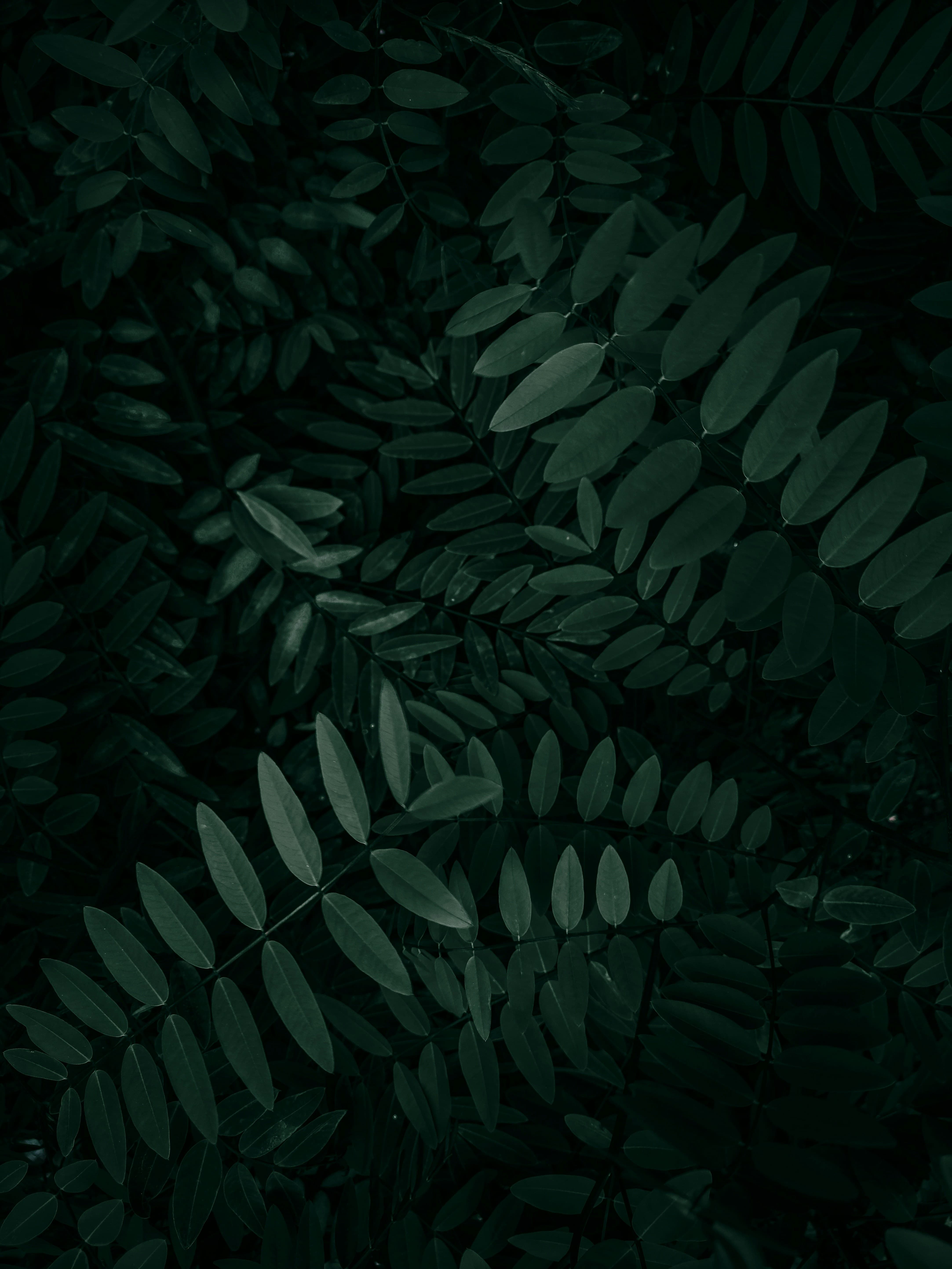 Ovyero